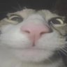 Miku's Second Wife's profile picture