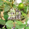 あおみんご🍏 的头像
