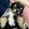 だむ's profile picture