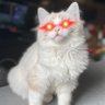 Фото профиля Cookie