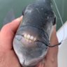 Фото профиля Baitfish