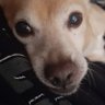 Fl8wer_cup's profile picture