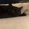 Profilbild von 黒猫ちゃん