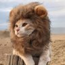Why you should have a lion's profile picture