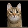 Rex.pan profil fotoğrafı