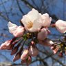 Profilbild von マリアン 🎸音楽はつづく♪̆̈