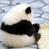 Фото профиля 楽🐼歩