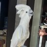 うちのオウム 的头像