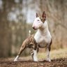 Фото профиля garcia terrier