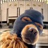 DylonChow's profile picture