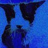 Beebis's profile picture