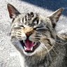 Фото профиля ねこのひとこと