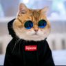 Xien's profile picture