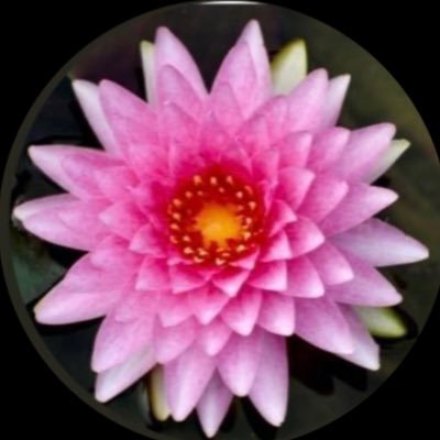 TINCHI's profile picture