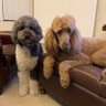 LADogLover 的头像