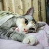 Zidan's profile picture