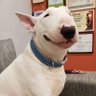 ブルテリア🐕's profile picture