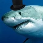 HateeShark24785's profile picture