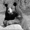 Фото профиля 🐻