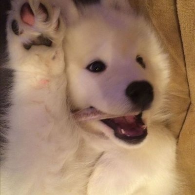 Cuties Puppies's profile picture