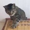 Фото профиля アナログキャット