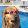 doginthpool profil fotoğrafı