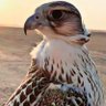 ناصــــر منيــــف's profile picture