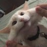Serenawan 的头像