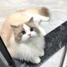 八原由香 的头像