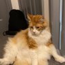 oliver's profile picture