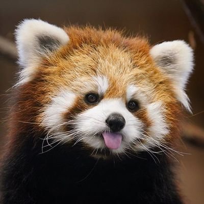 Red_panda_01's profile picture