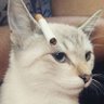 weirdAttitude's profile picture