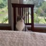 Romi profil fotoğrafı
