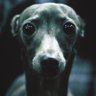 man-pounder 3000's profile picture
