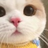 星星不睡觉 profil fotoğrafı