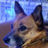 invador.g's profile picture
