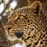 🇨🇩 Kashama 🇨🇩 profil fotoğrafı