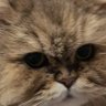 ヴィッキー's profile picture