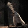 LuxLupus profil fotoğrafı