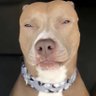 Bad Dawg profil fotoğrafı