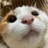キャロルじいじ's profile picture