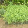 Shanmugakani 的头像