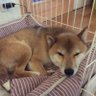 水玉おじ's profile picture