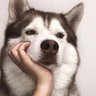 银枪小霸王's profile picture