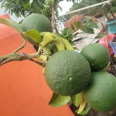 agus wijanarko's profile picture