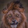 Fearless Leader's profile picture