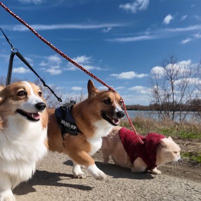 ちいむうととろ's profile picture