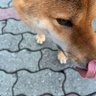 さつまいも profil fotoğrafı