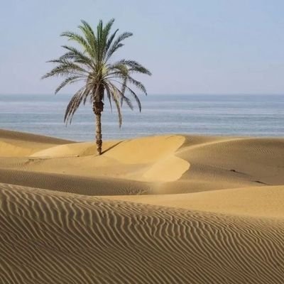 شهسوار_بلوچ's profile picture