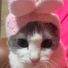 かいたん's profile picture